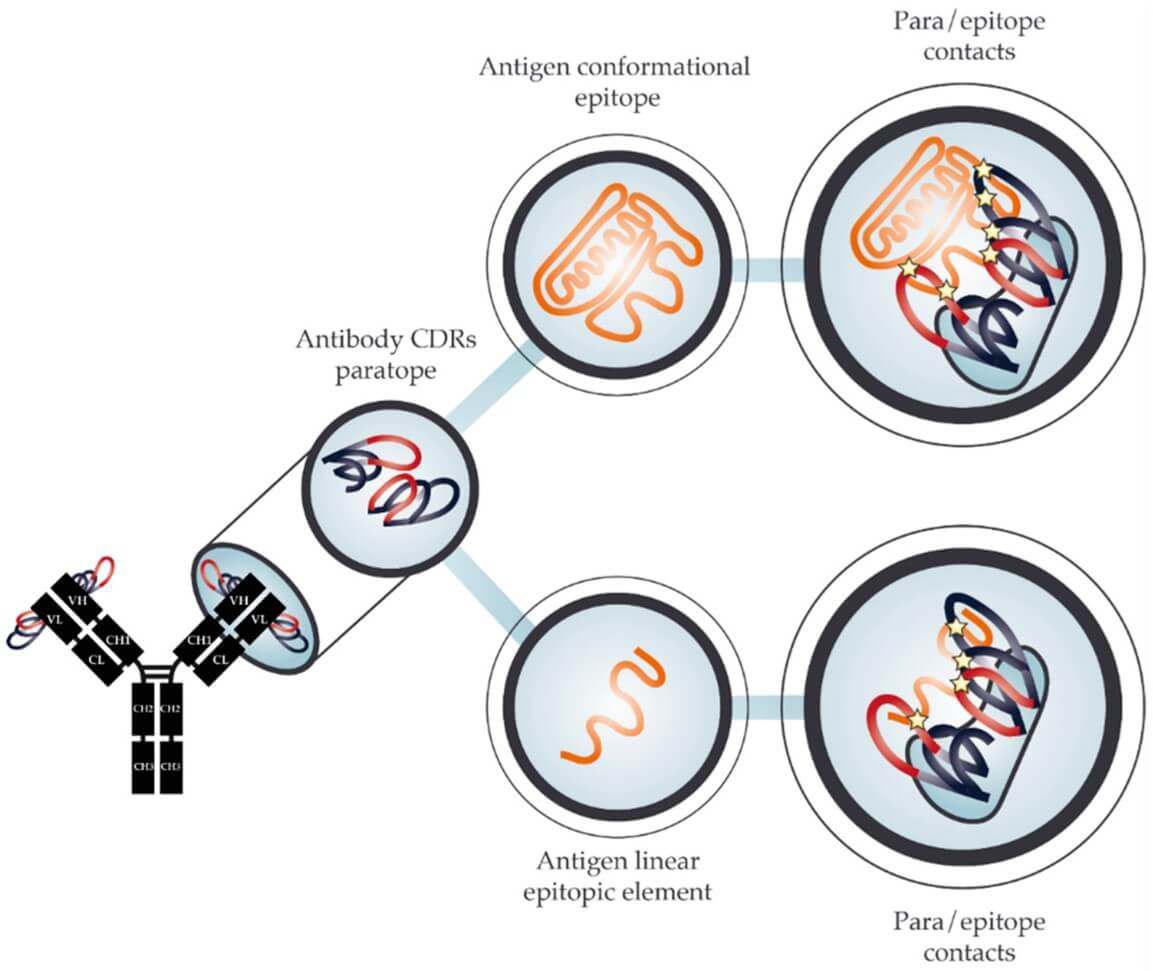 Fig.1 Schematic representation of the paratope-epitope interaction between an antibody binding to an antigen. 
