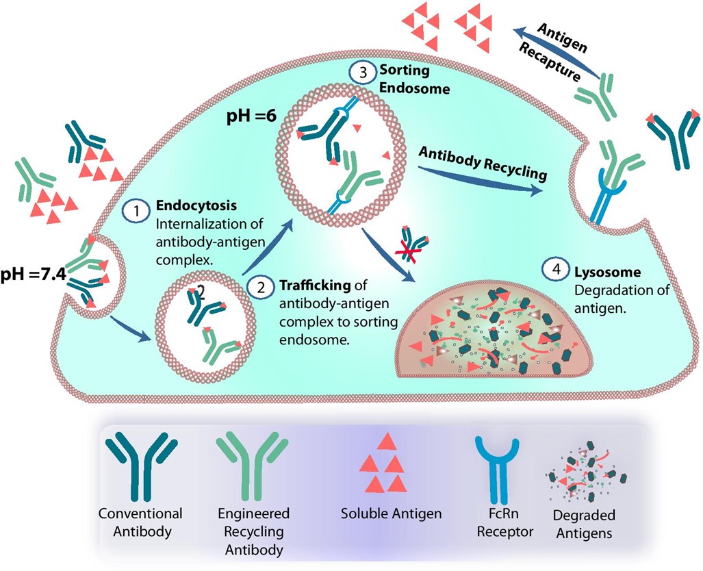 The trafficking mechanism of pH-sensitive antibody. (OA)