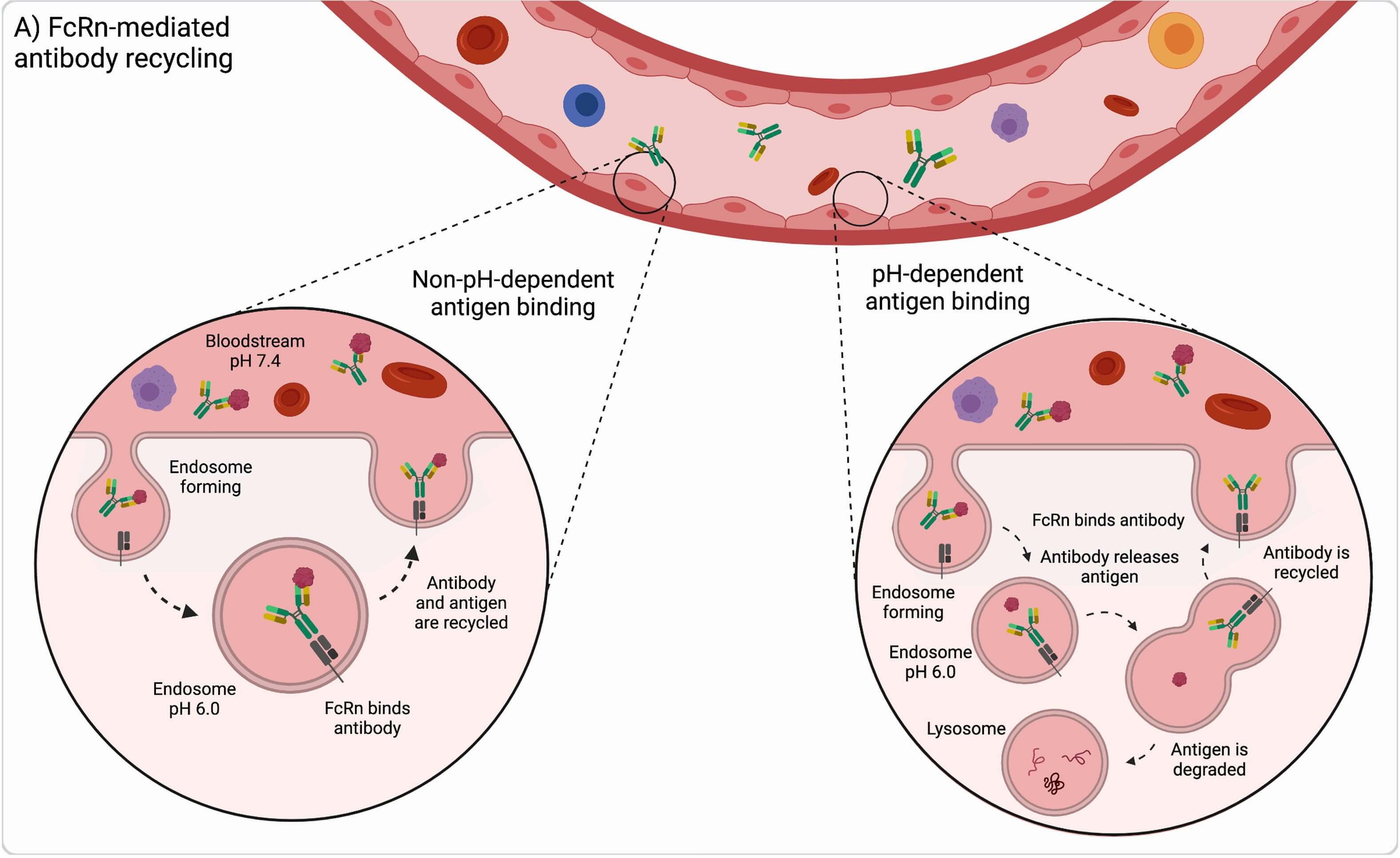 Recycling mechanism of pH-dependent antibody binding. (OA Literature)