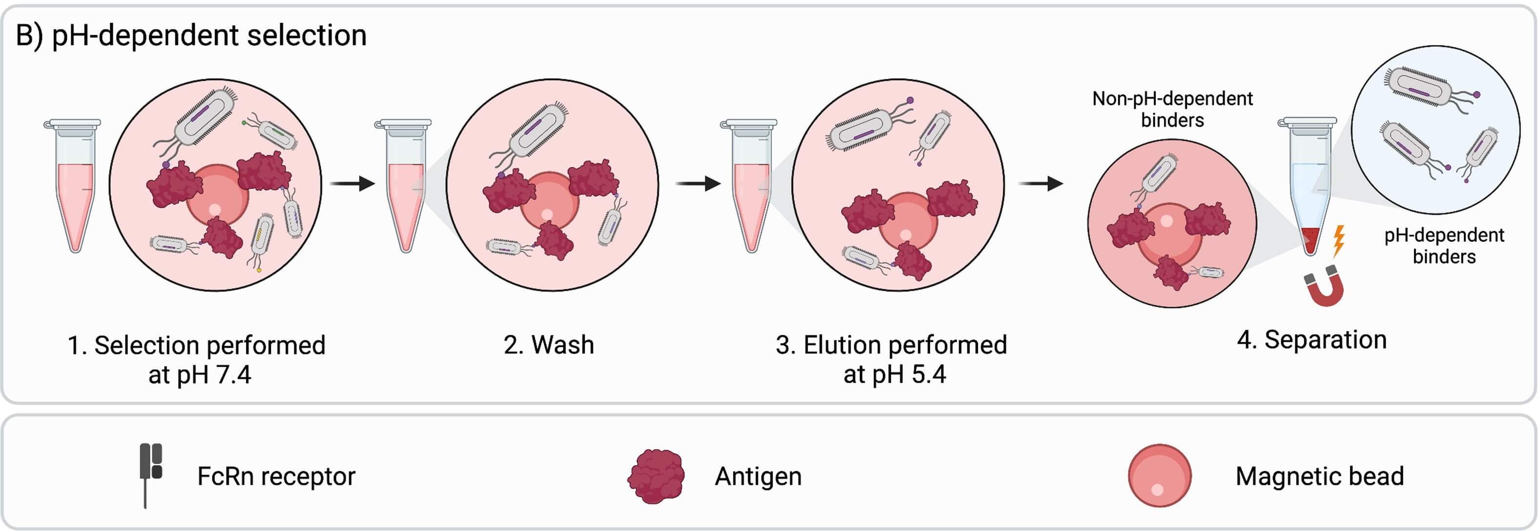 Selection strategy for pH-dependent antibodies. (OA Literature)