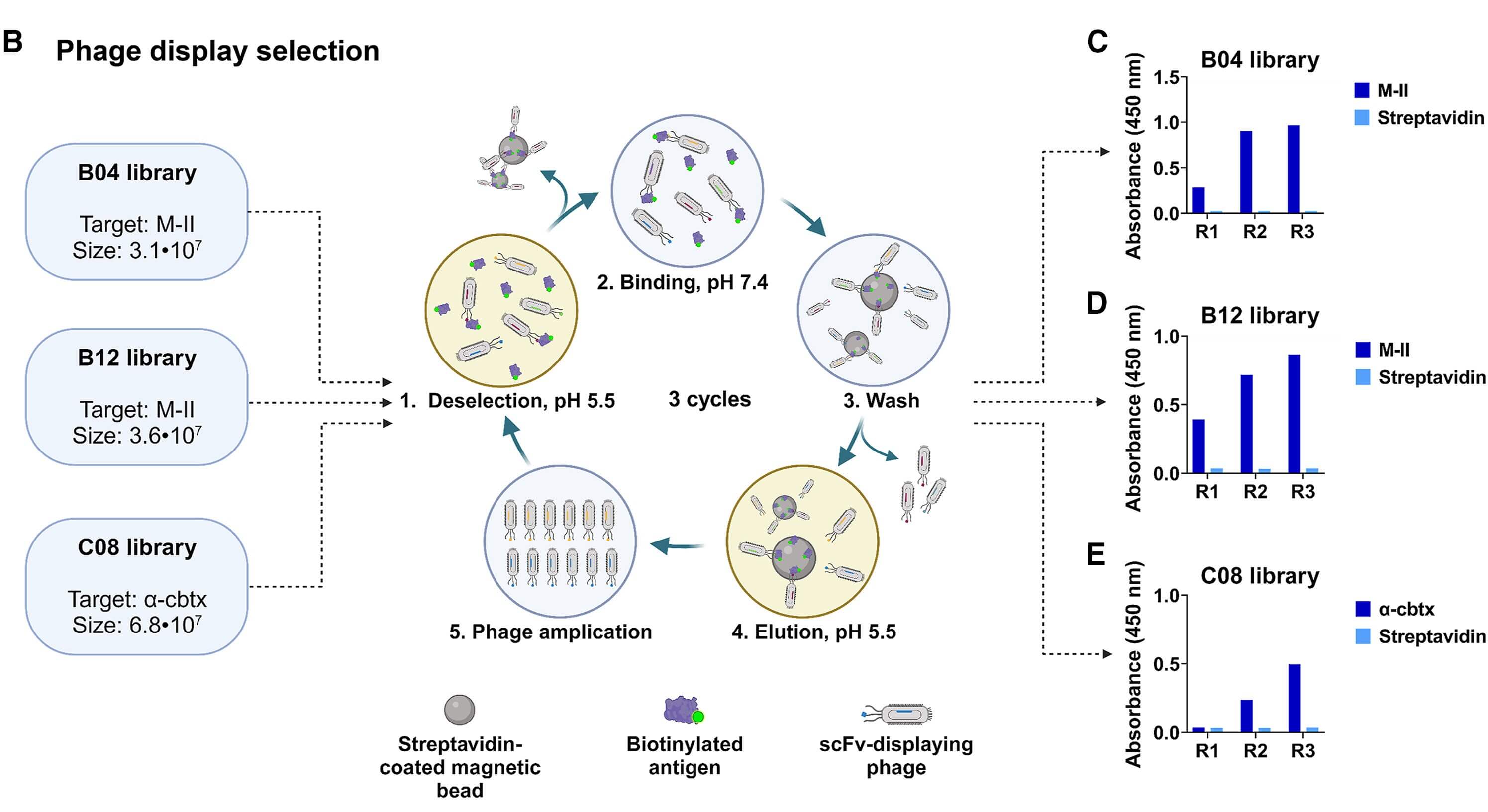 pH-dependent antibodies selection. (OA Literature)