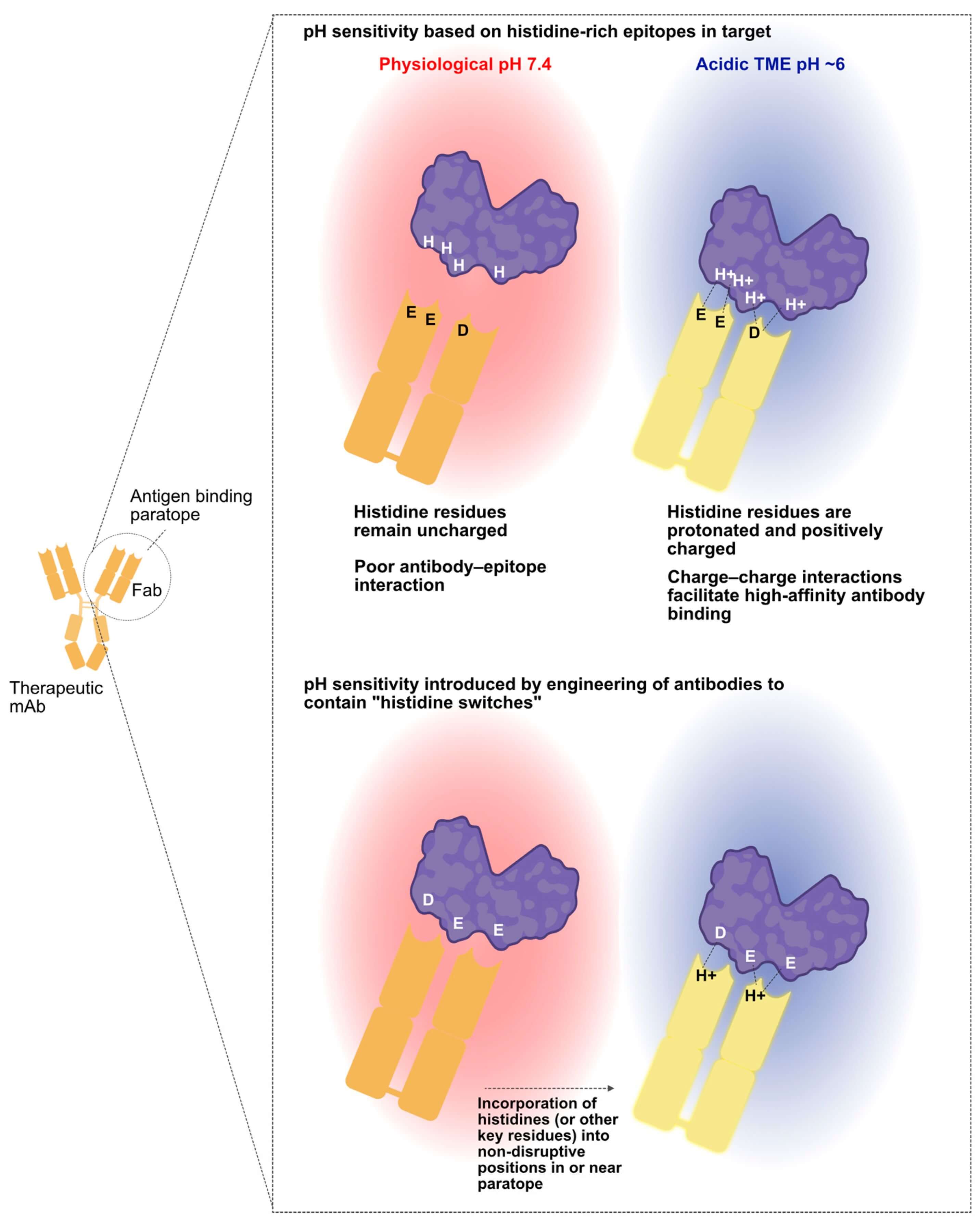 The switch mechanism of pH-dependent antibodies. (OA Literature)