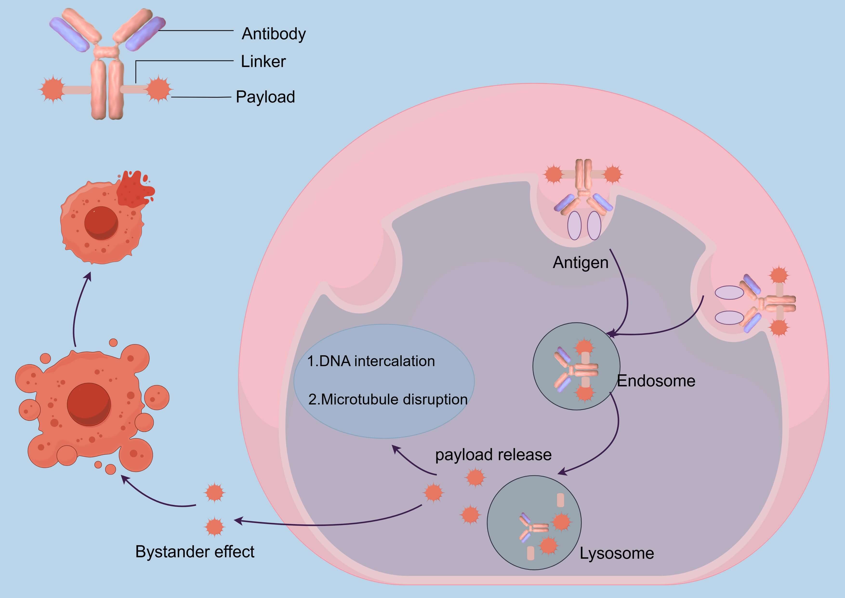The mechanism of action of Antibody-Drug Conjugates. (OA Literature)