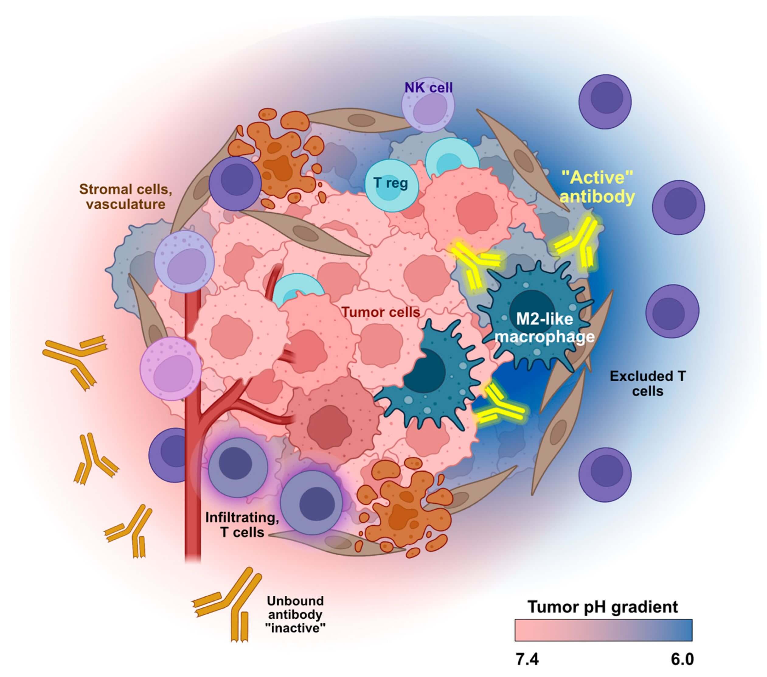 pH-dependent antibody binding in the TME. (OA Literature)