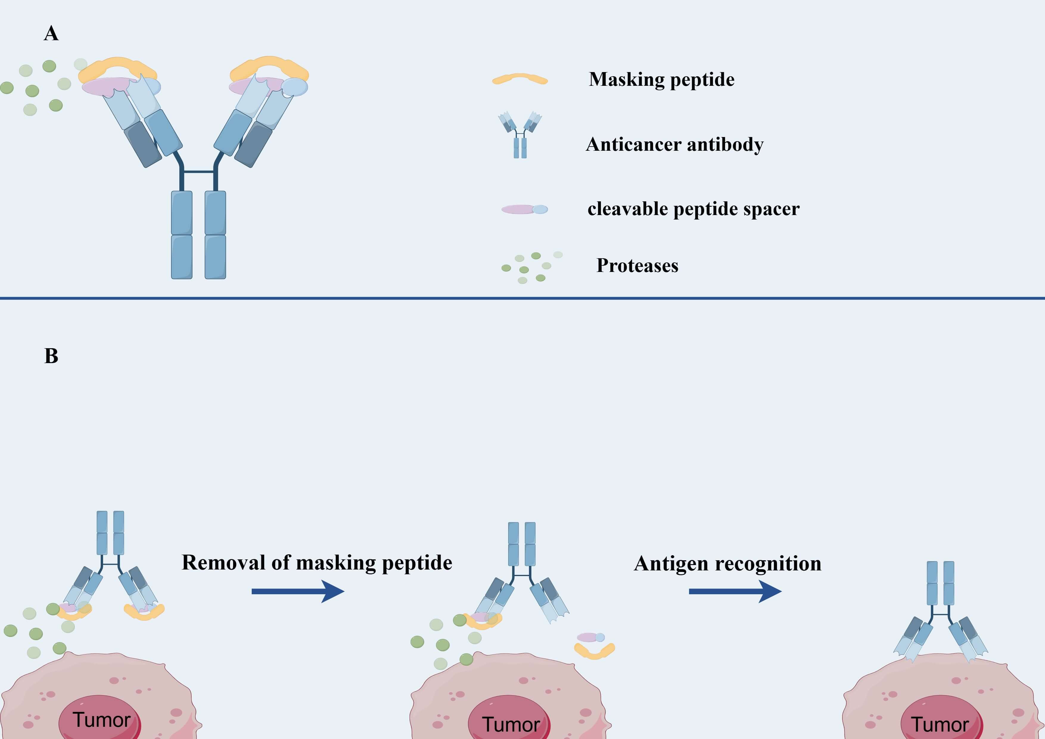 The Structure and Mechanism of Antibody Prodrug. (OA Literature)