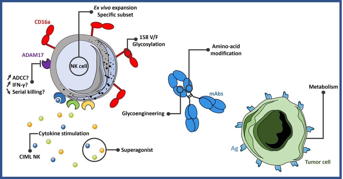 Fig.1 Different strategies to improve ADCC.
