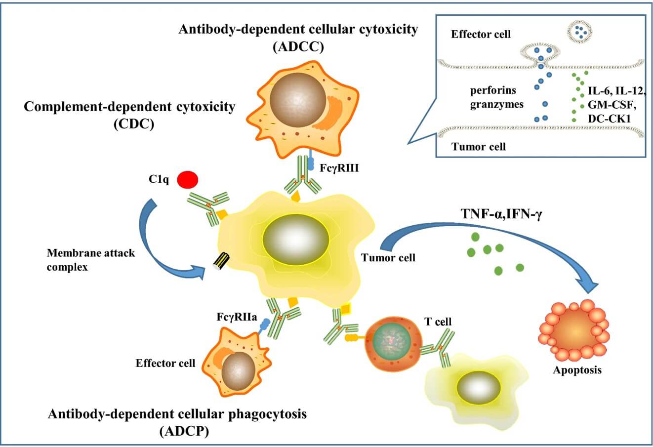 Fig.1 The killing mechanism of the trifunctional BsAb.