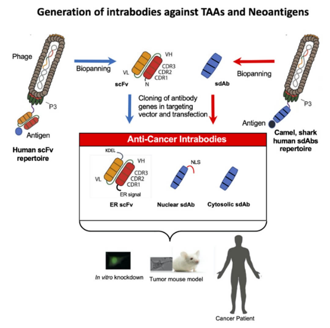 Fig.1 Schematic overview of phage display technology for the generation of intrabodies in cancer therapy.