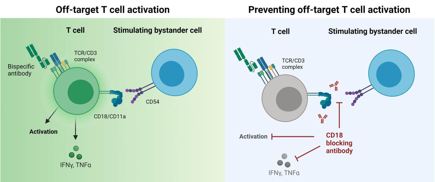 Fig.1 Off-target T cell activation is prevented by CD18 blocking antibodies.