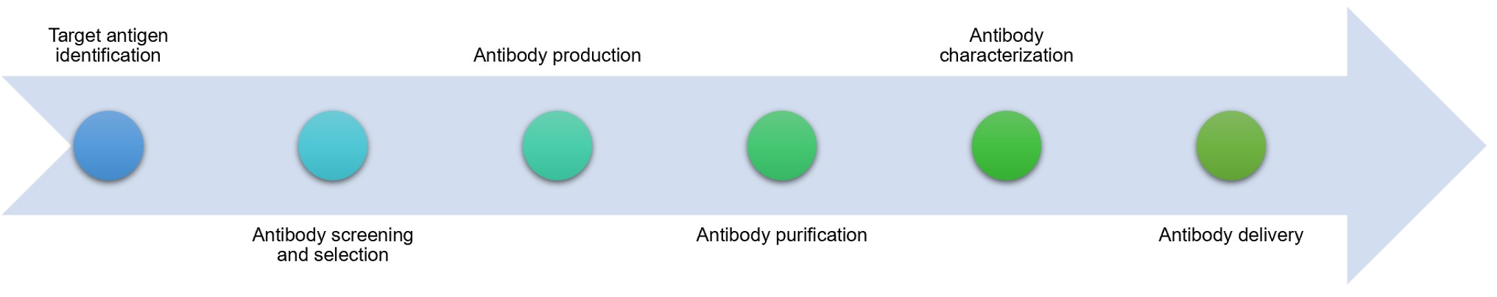 Fig.2 Process. (Creative Biolabs Original)