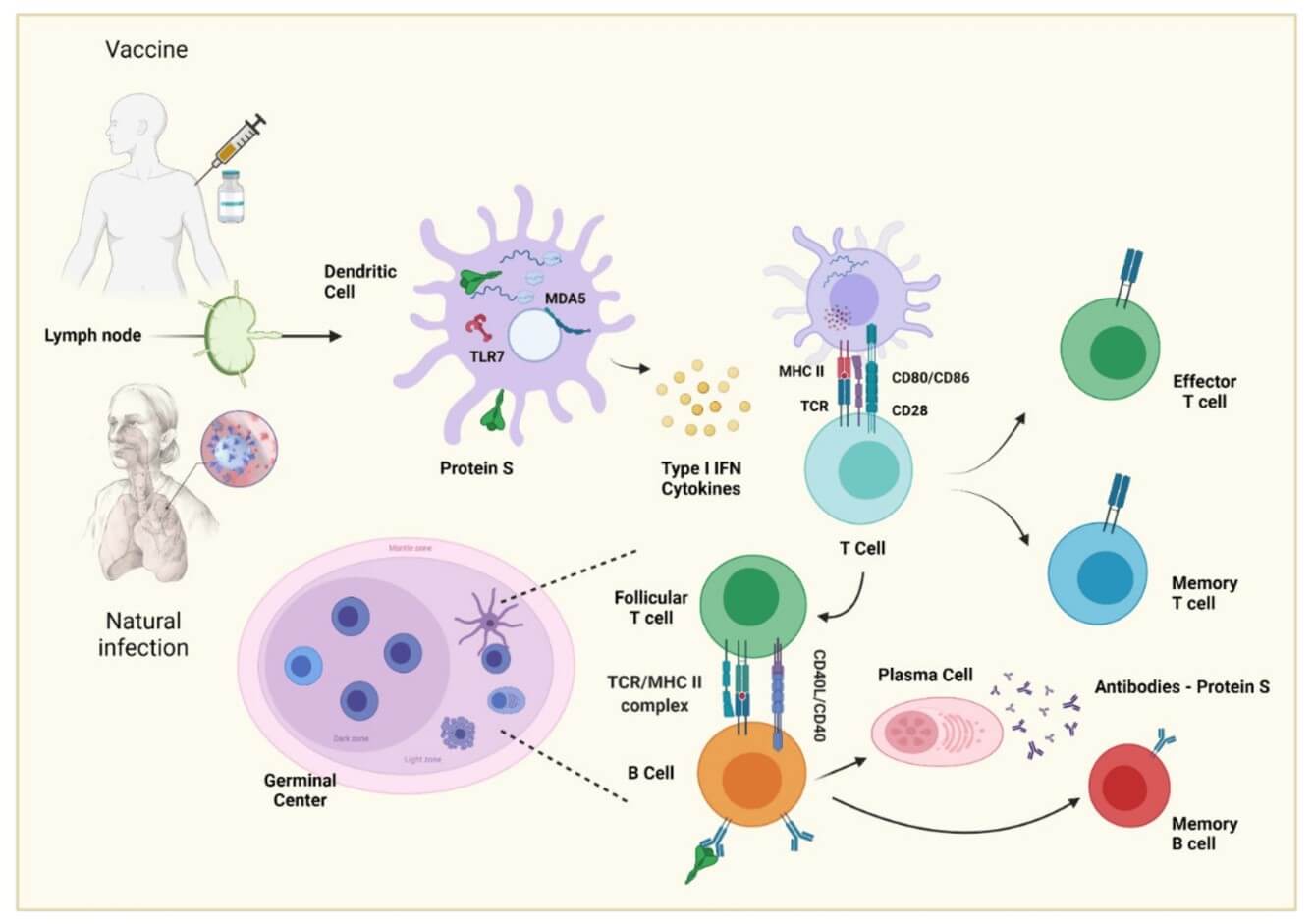 Fig.1 Production of neutralizing antibodies by natural infection/vaccination.