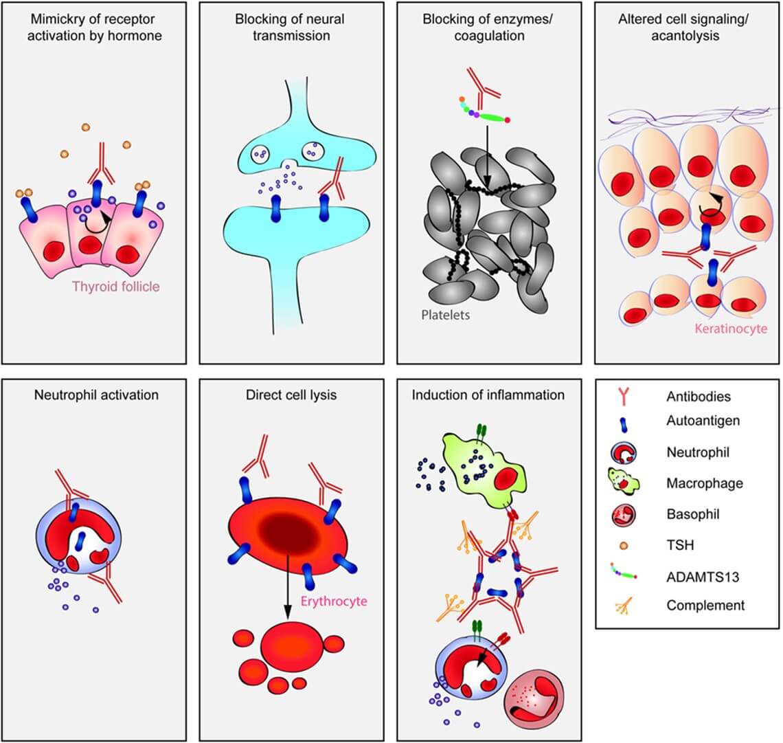 Fig.1 Multiple pathways lead to autoantibody-induced pathology.