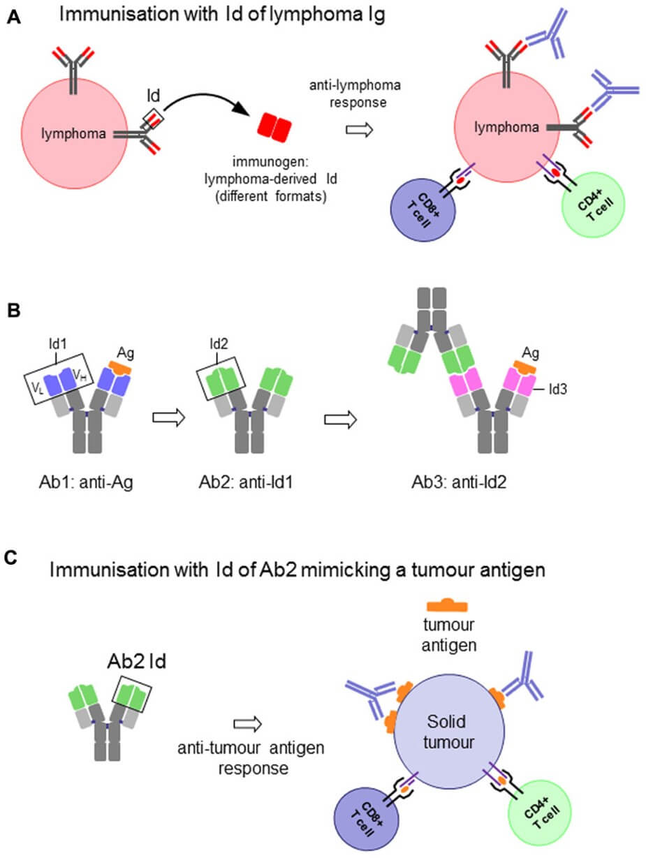 Fig.1 Idiotype as therapeutic immunogens in cancer treatment.