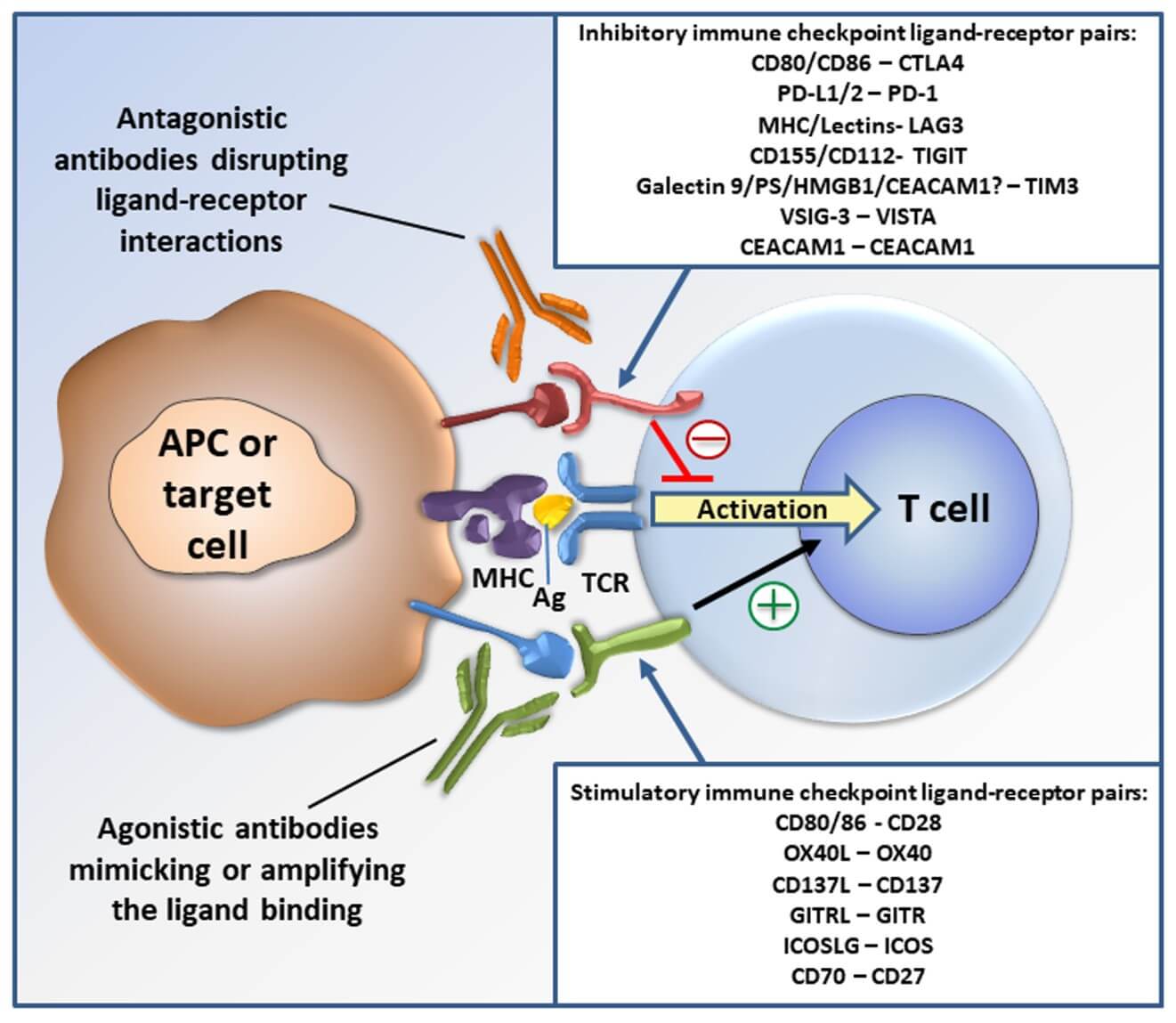 Fig.1 Negative and positive immune checkpoints targeted monoclonal antibodies in cancer therapy.