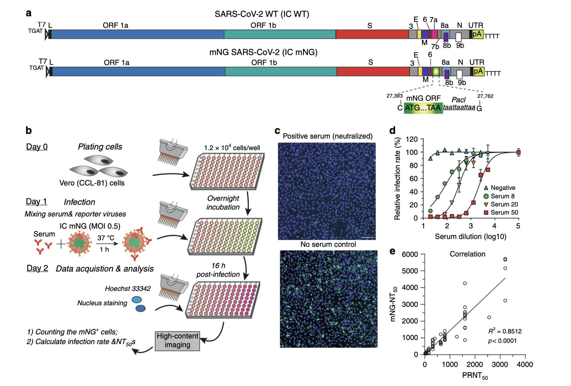 A High-throughput Neutralizing Antibody Assay For COVID-19 Diagnosis. 