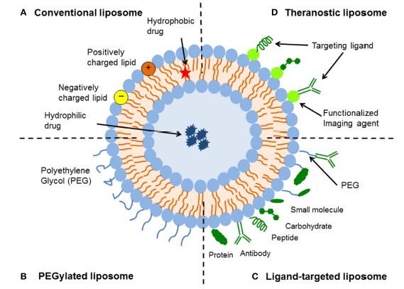 Diagram illustrating various types of liposomal drug delivery systems.