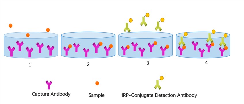 Schematics of SARS-CoV-2 Nucleoprotein (NP) ELISA Kit.