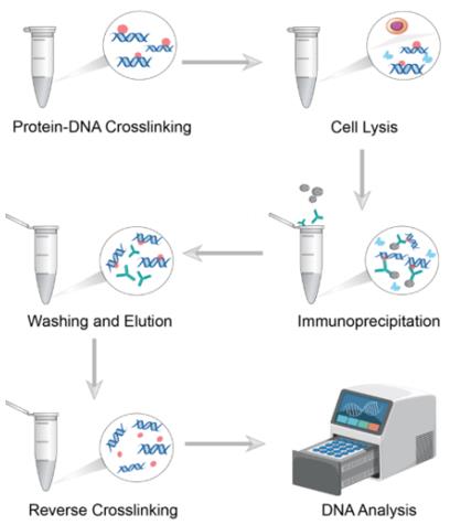 Steps for ChIP assay. (Creative Biolabs Original)