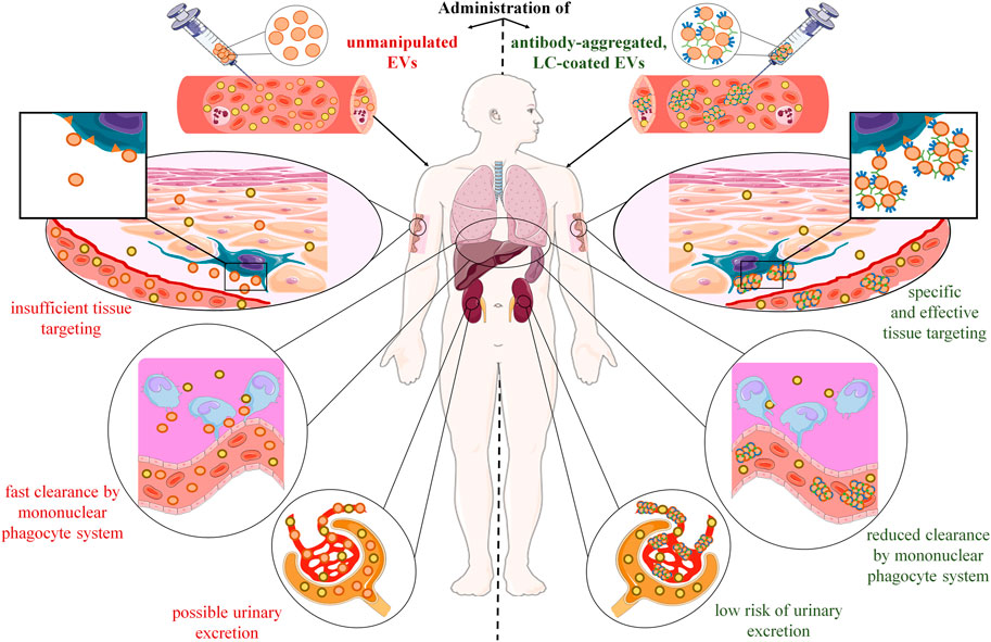 Extracellular vesicles with antibodies effectively targeted to specific cells or tissues