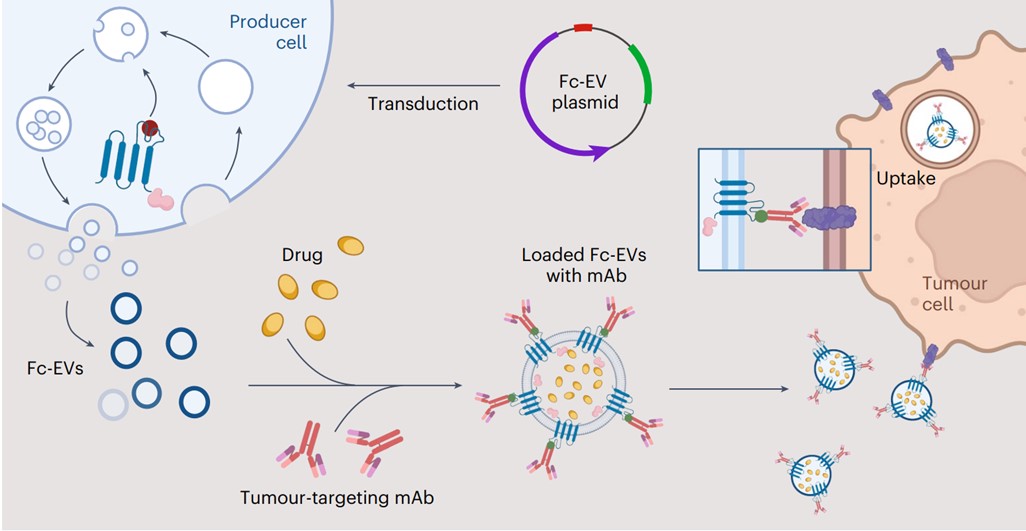 Engineered EVs decorated with different types of antibodies