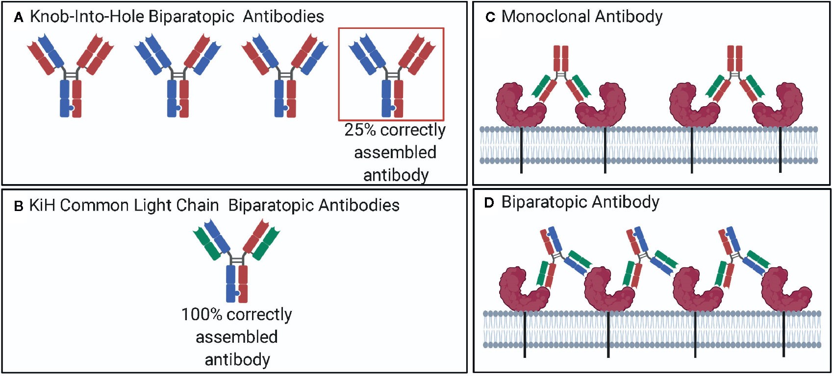 bpAbs bind to two distinct epitopes. (OA)