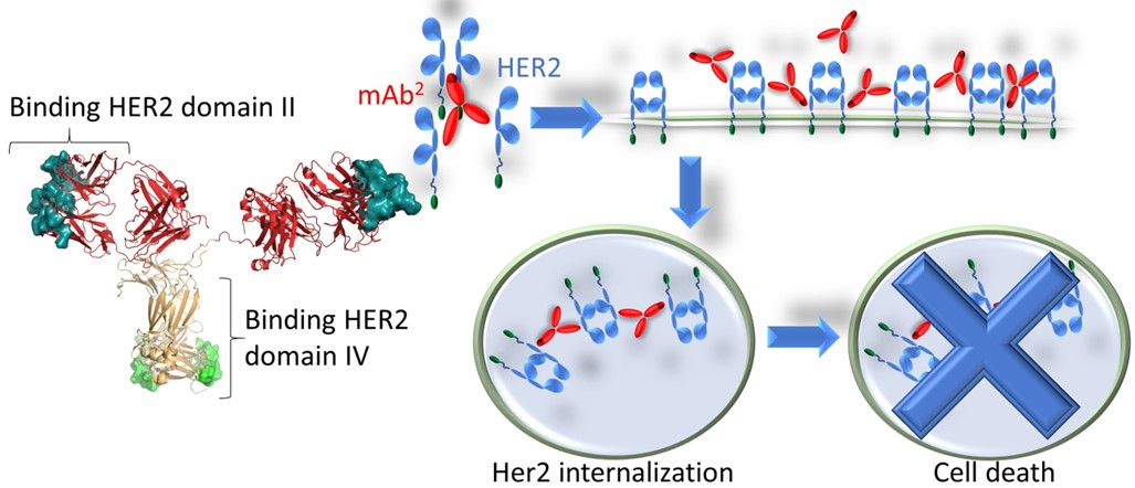 The Biparatopic Antibody Causes HER2 Internalization. (OA)
