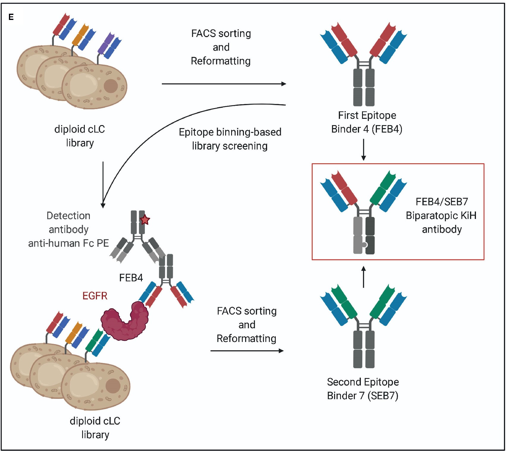 Epitope screening and production of a bpAb. (OA)