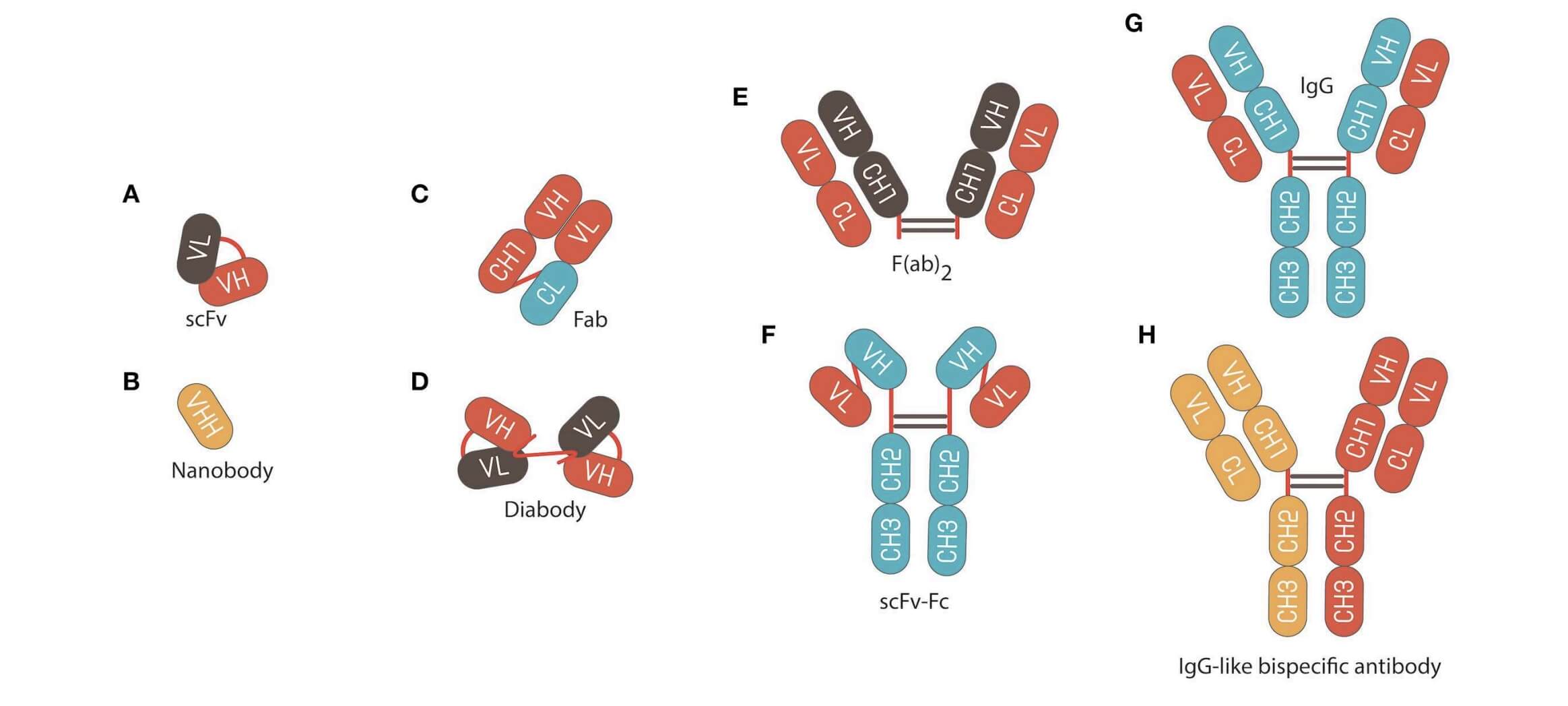 Schematic Representation of Different Antibody Formats.