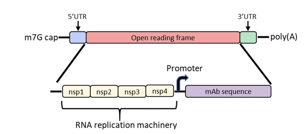 Diagram of the Basic Structure of Self-amplifying mRNA (RepRNA) for the Production of mRNA Encoded Antibody.