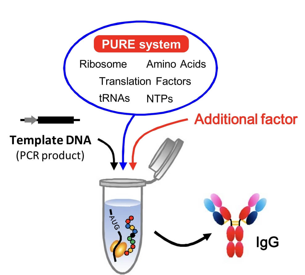 IgG Antibody Synthesis with the Standard PURE System.