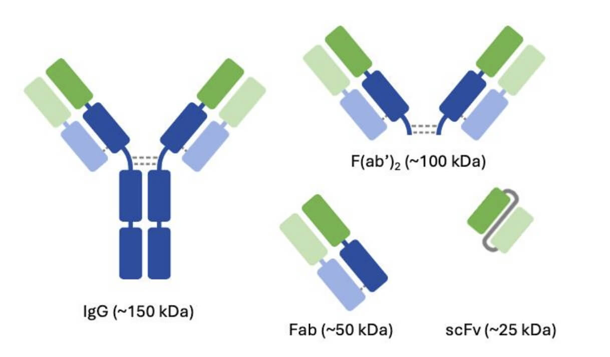 Schematic Representation of IgG, F(ab’)2, Fab, and scFv Fragments.