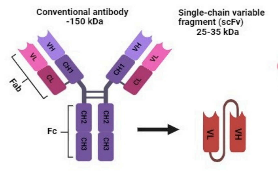 Structure of Conventional Antibody and Single-chain Variable Fragment (scFv).