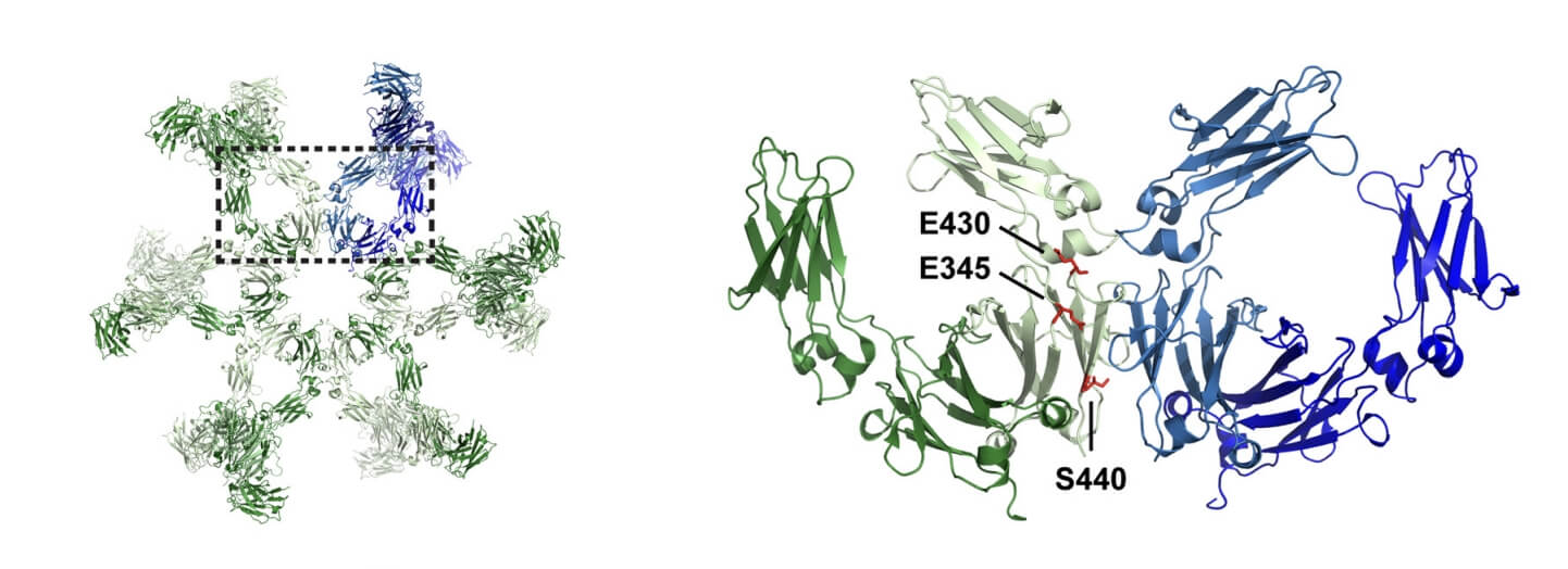 Overview of the IgG1 Antibody Hexamer Observed in the IgG1-b12 Crystal Structure.