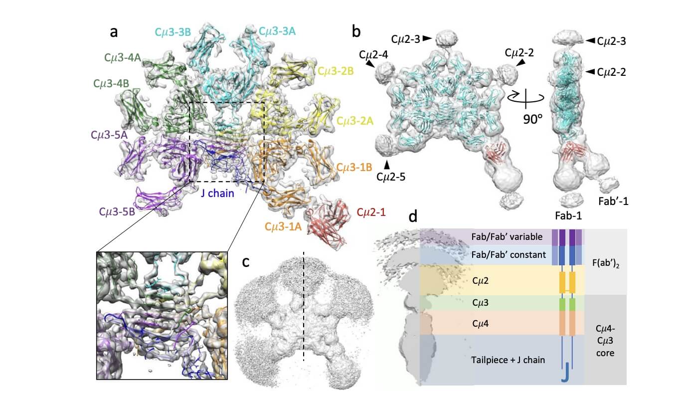 The cryo-EM Structure of FL-IgM. 