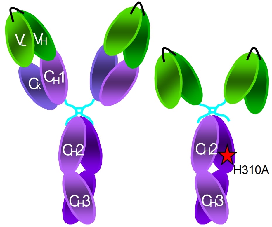 Left: A chimeric full-length antibody. Right: A single-chain Fv-Fc (scFv-Fc) fragment.