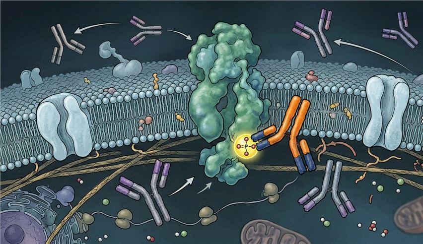 The process of action of phosphorylated antibodies. (AI generation)