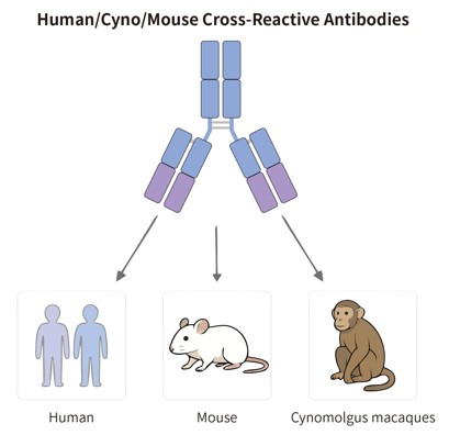 Human/Cyno/Mouse Cross-reactive Antibodies. (Creative Biolabs Original)
