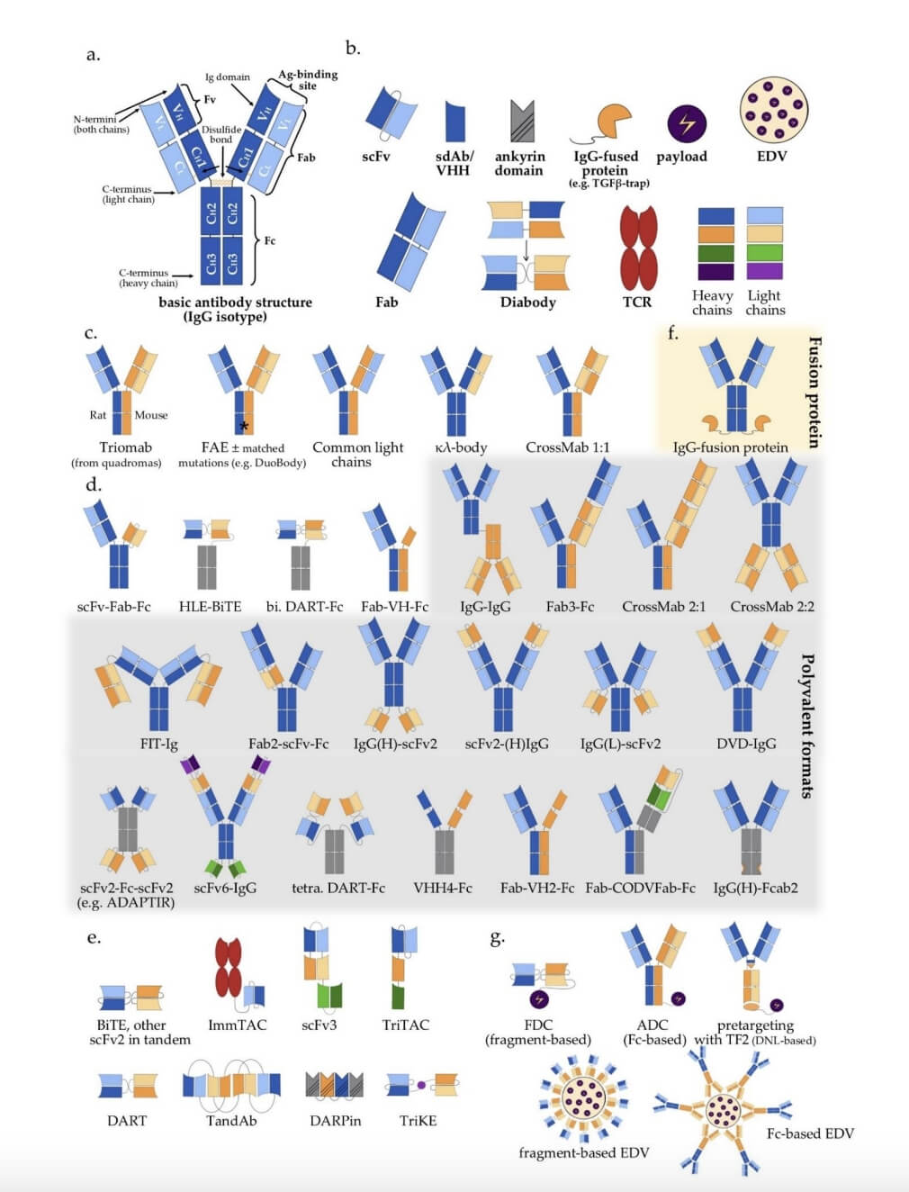 Schematic Representation of the Diversity of Multispecific Antibody Formats.