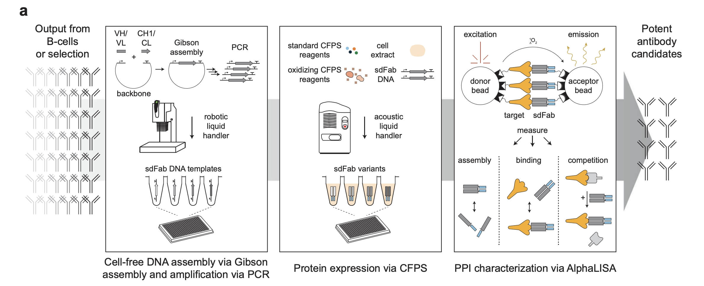 A Rapid Cell-free Antibody Screening Workflow.