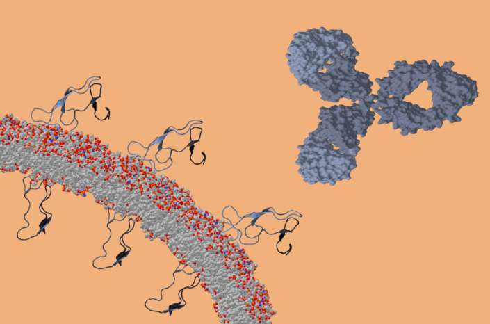 Agonistic Antibody