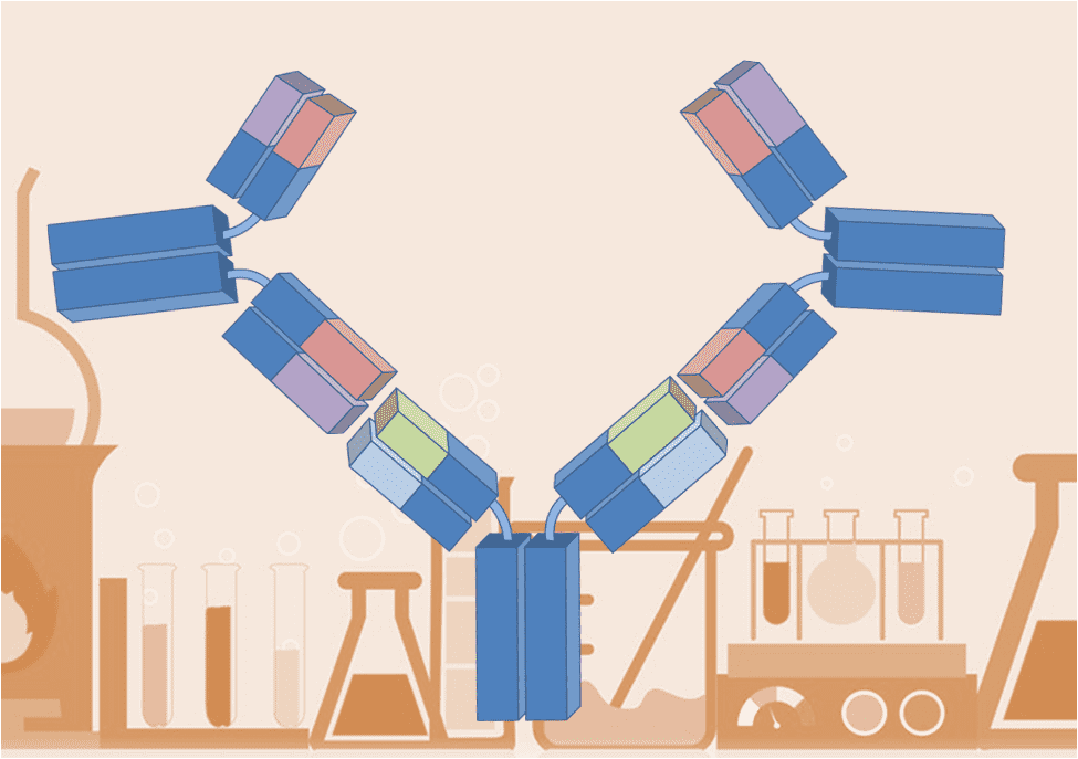 Anti-idiotypic Antibody