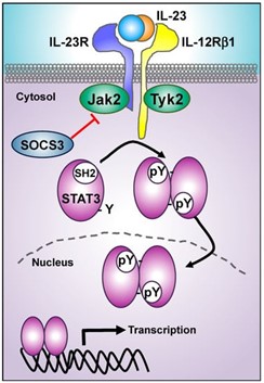 Figure 2. Signals Transduction Related to IL-23
