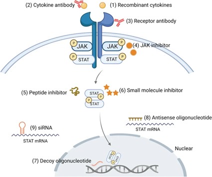Figure 3. Targets of the JAK/STAT Signaling Pathway That Are Essential to Clinical Therapies
