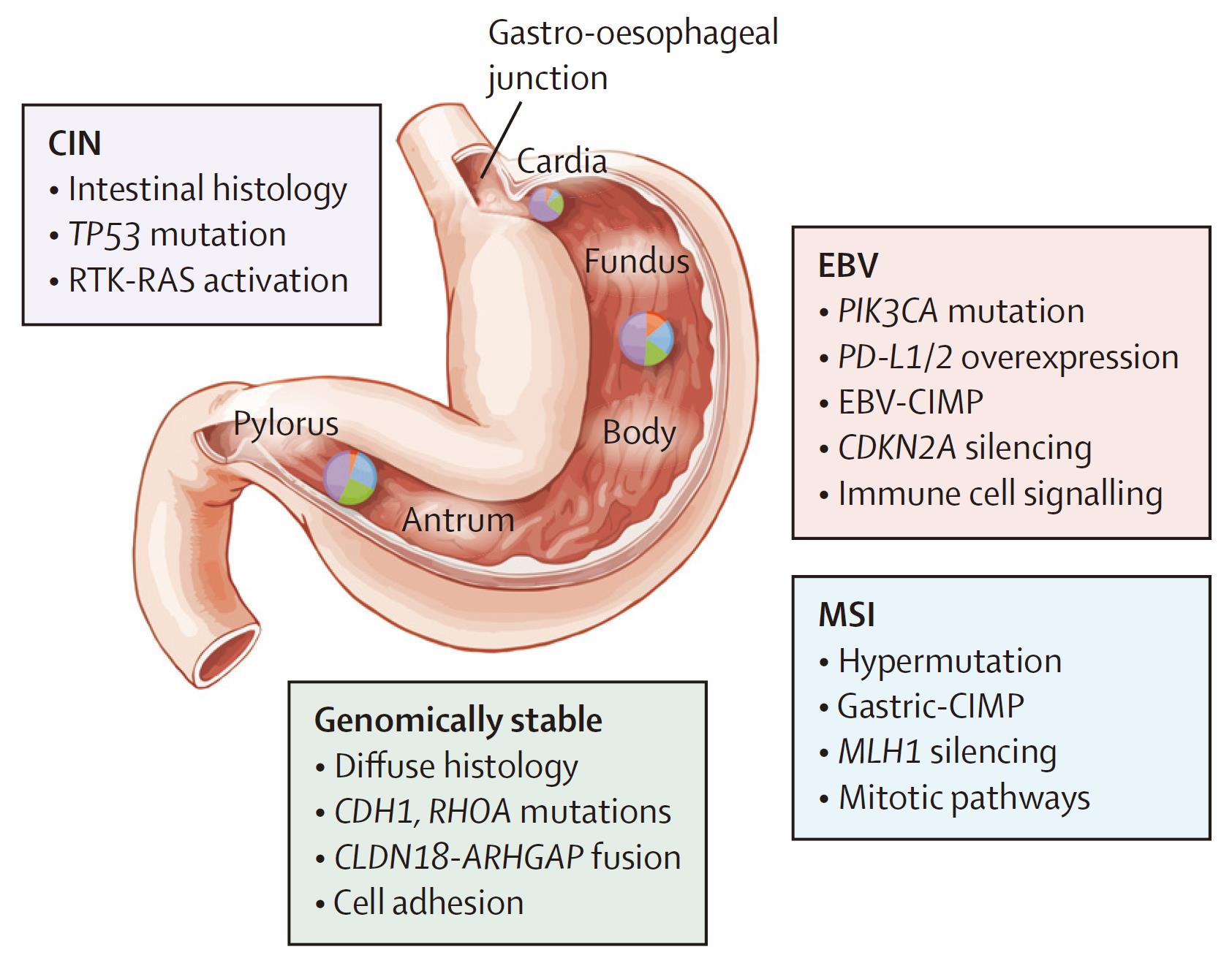 Figure 1 Molecular characterization of subtypes of gastric carcinomas (Van, 2016)