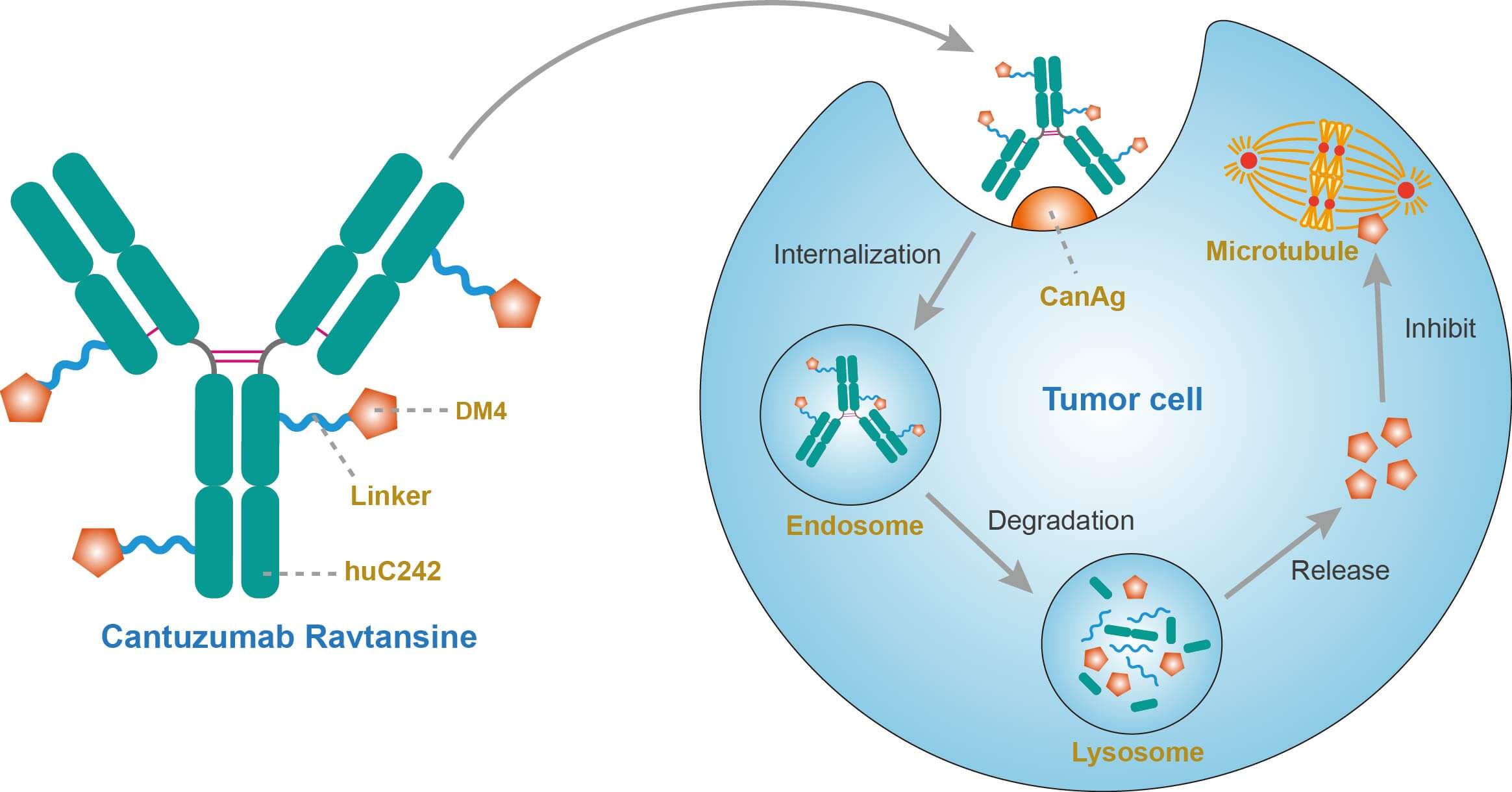 Figure 2. Cantuzumab Ravtansine Targets CanAg and Lead to Microtubule Disruption by Releasing Ravtansine (Creative Biolabs Original)