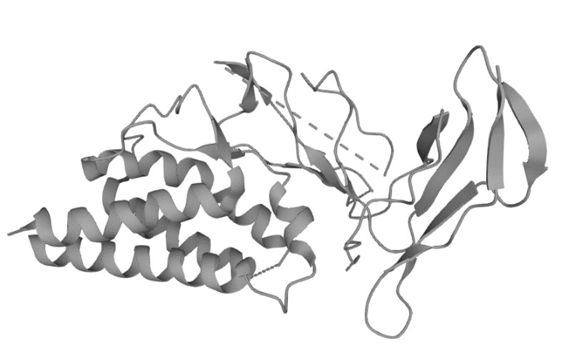Figure 1. The Structural Features of Human CD25 (UniProt)