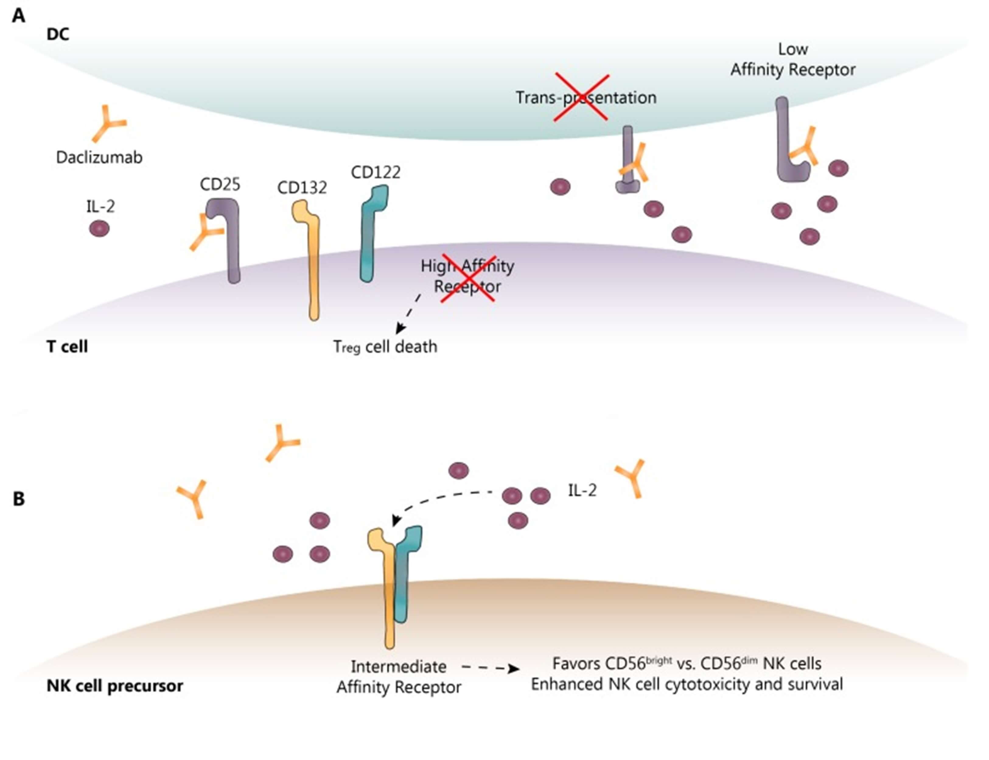 Figure 2. The Hypothesized and Proven Mechanisms of Action for Daclizumab