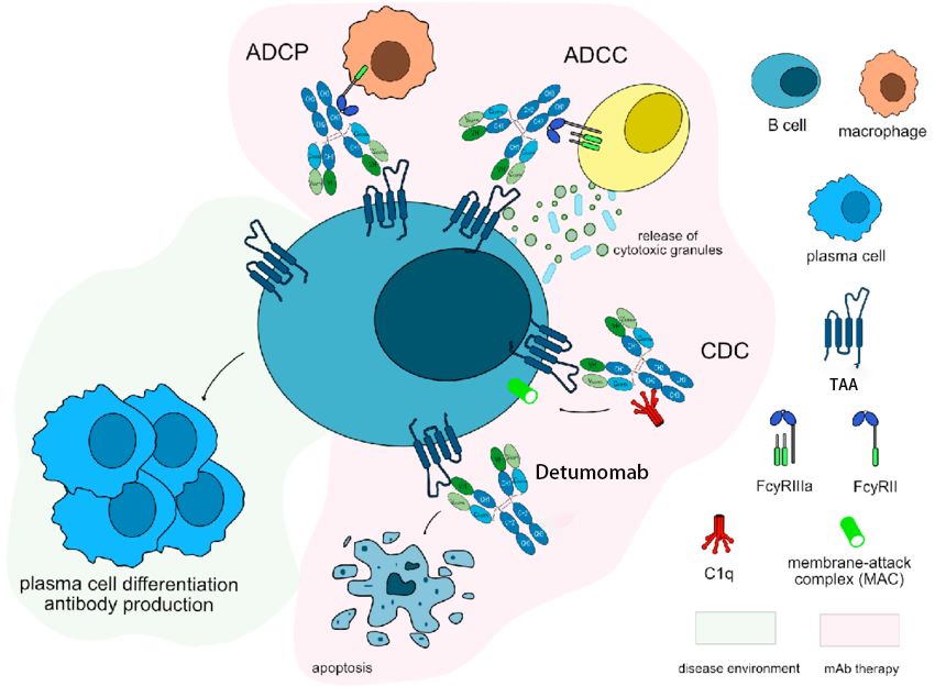Figure 1. Detumomab Targets TAA of B Cell Lymphoma Cells and Triggers Multiple Immunoreactions