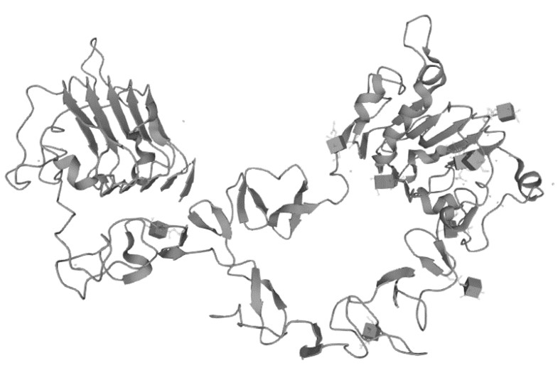 Figure 1. The Structural Features of Human ERBB3 (UniProt)