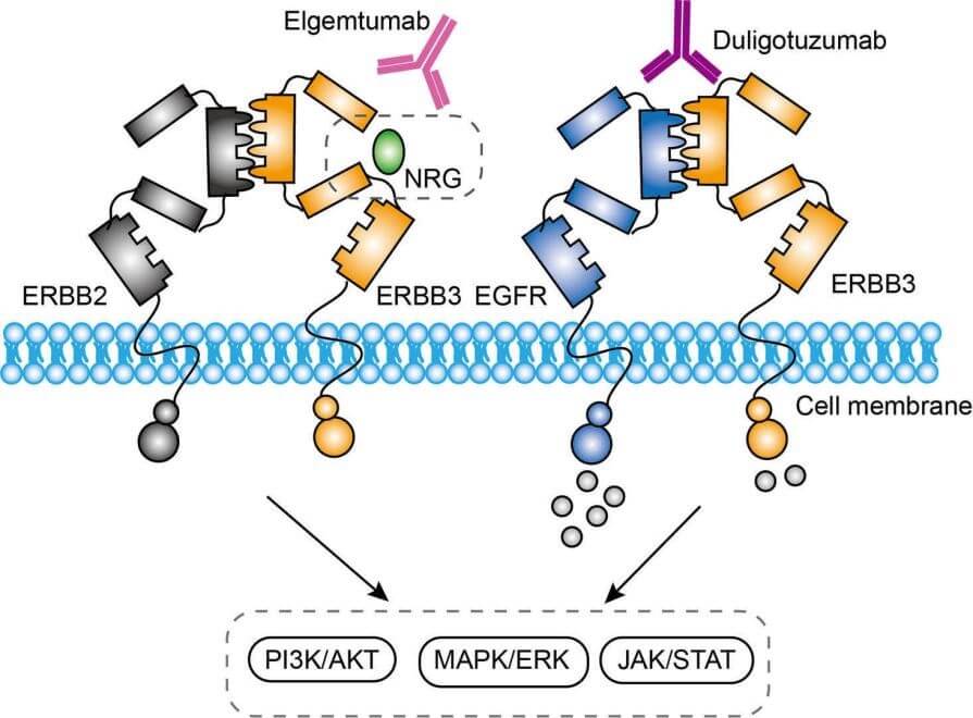 Figure 2. Duligotumab Targets ERBB3 and EGFR and Disrupts the Signal Transduction of PI3K/AKT, JAK/STAT and MAPK Pathways (Creative Biolabs Original)